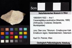 Foto (Objket + Etiketten) von Goniodromites bidentatus (Reuss, 1858) 